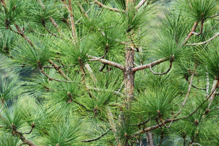 Pine Tree