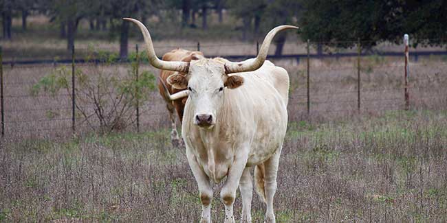 texas long horn